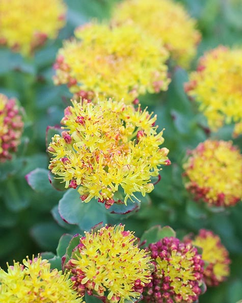 Close-up of Rhodiola that has yellow and red flowers with green leaves