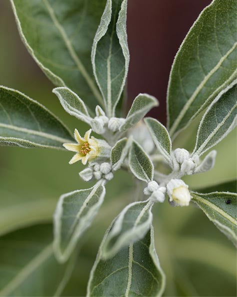 Close-up of an ashwagandha plant with small yellow flowers and green leaves.
