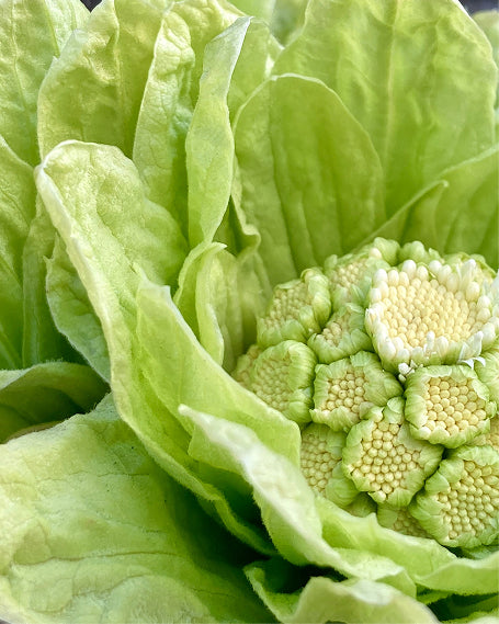 Close-up of a green butterbur plant.