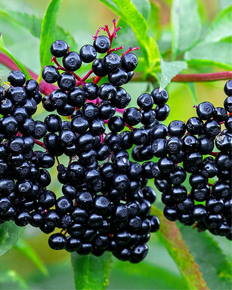 Close-up of a cluster of black elderberries with green leaves.