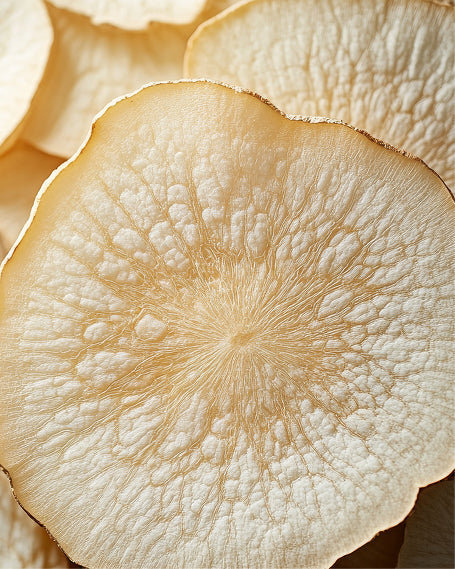 Close up of dried Marshmallow root