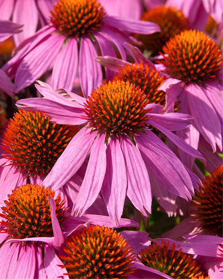 Close-up of pink echinacea flowers with orange centers.