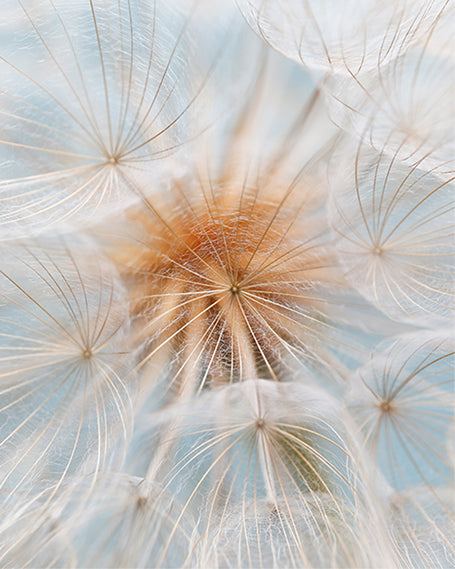 Close-up of a dandelion seed head with a soft focus effect.