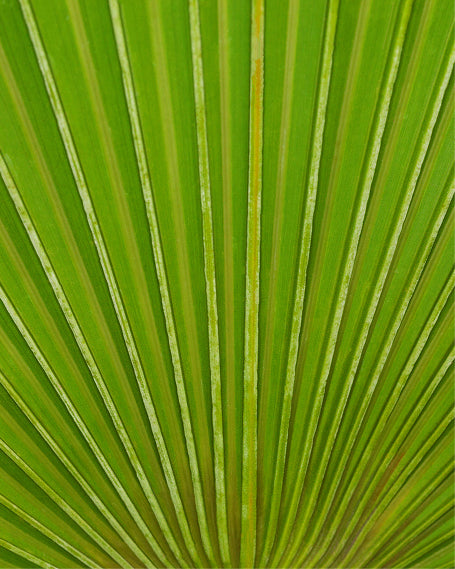 Close-up of a green palm leaf with radiating veins