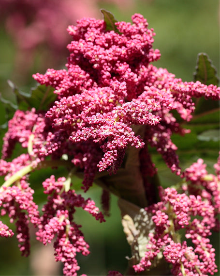Close-up of pink turkey rhubarb flowers with a blurred green background