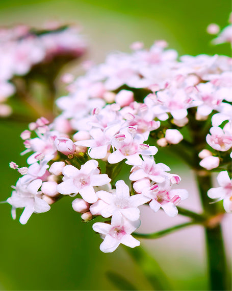 Close-up of pink Valerian flowers with a blurred green background