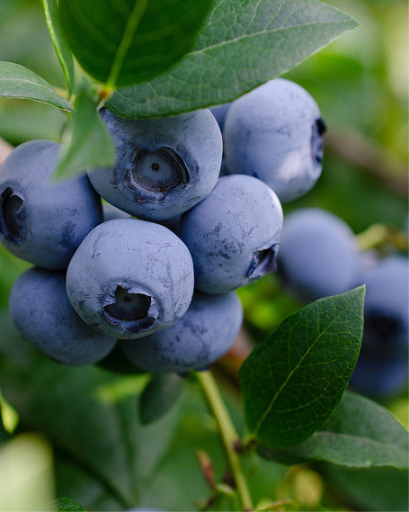 Bunch of bilberries with green leaves on a blurred natural background