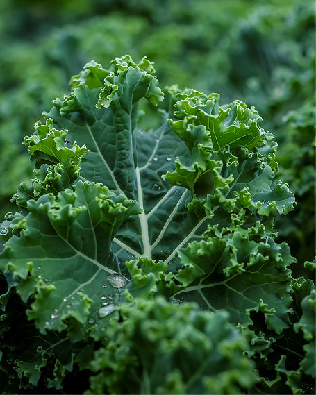 Close-up of a green leafy vegetable.