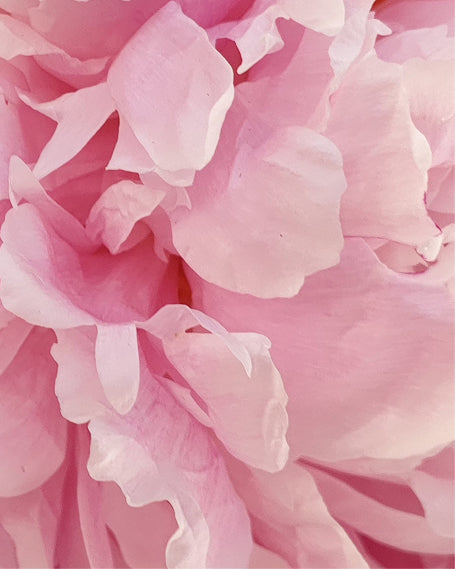 Close-up of pink peony flower petals