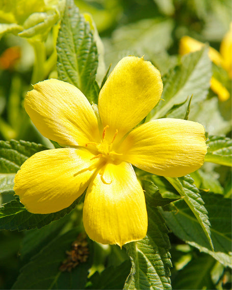 Close-up of a bright yellow Damiana flower with green leaves in the background