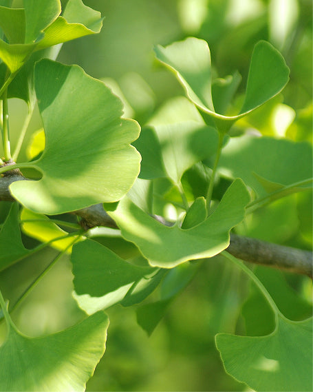 Close-up of green ginkgo leaves on a branch