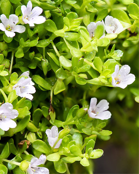 Close-up of small white Bacopa flowers with green leaves on a blurred green background