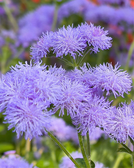 Close-up of Whiteweed, which has purple flowers