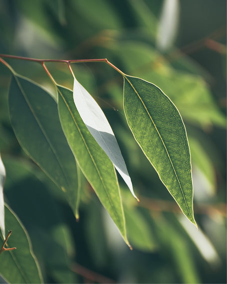 Close-up of green eucalyptus leaves with a blurred background