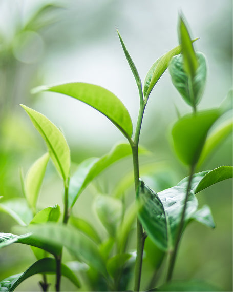 Close-up of green tea leaves with a blurred green background