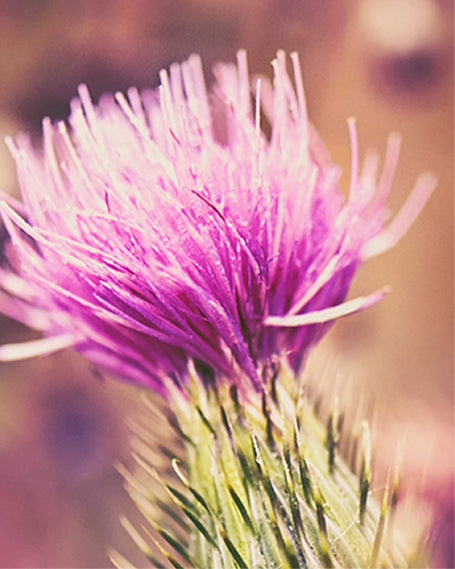 Close-up of a pink thistle flower with a blurred background