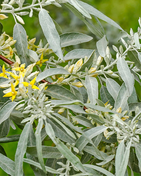 Close-up of a white willow plant with gray-green leaves and small yellow flowers.