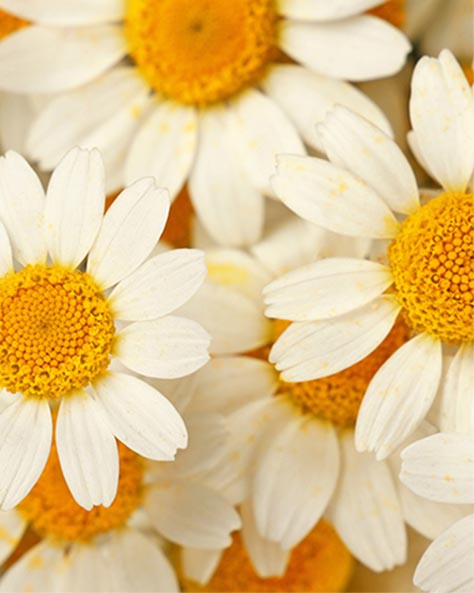 Close-up of white chamomile flowers with yellow centers on a blurred background