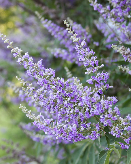 Close-up of chaste berry plant, which includes  purple flowers with green leaves in the background