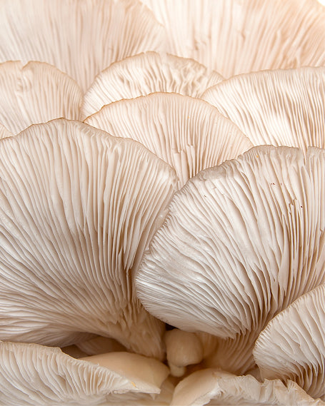 Close-up of a cluster of white mushrooms with detailed gills.