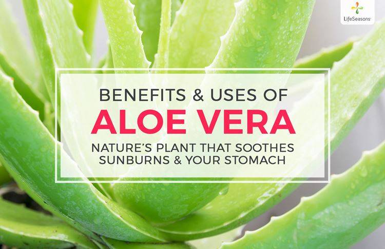 Aloe Vera Benefits: A Wonder Plant for Digestive Health