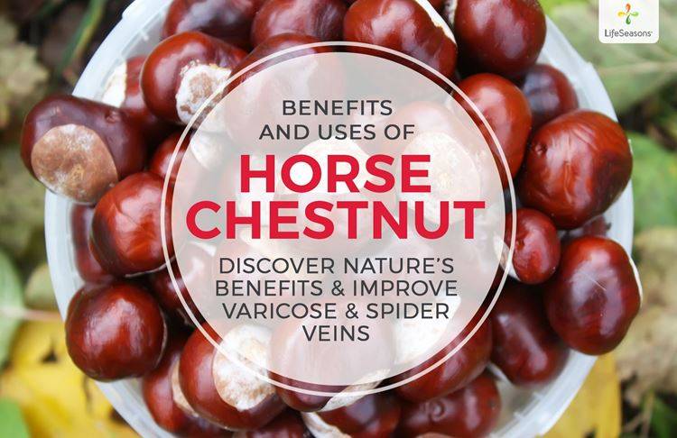 Horse Chestnut Benefits: Vein Health, Anti-Inflammatory Support and more.