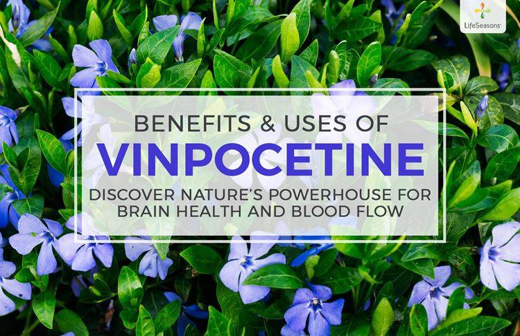 What is Vinpocetine?