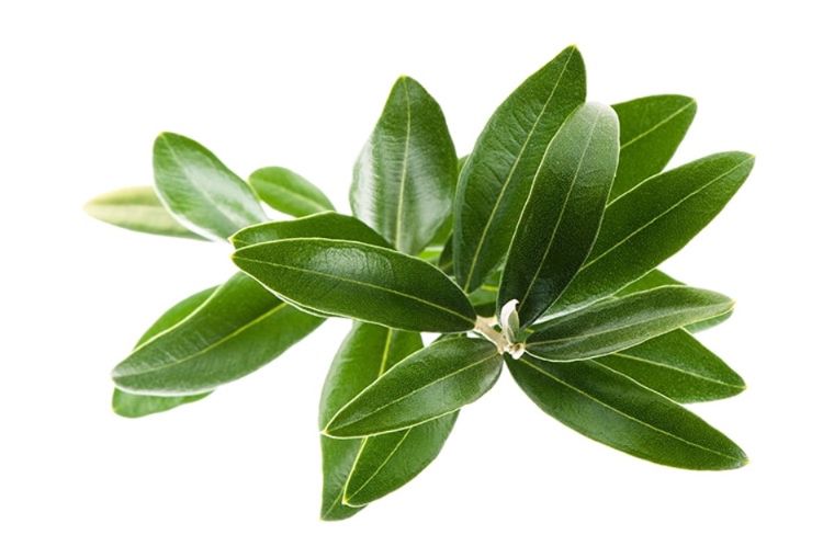Olive Leaf Extract Capsules Olive Leaf Extract Capsules